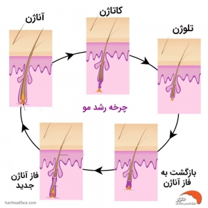 چرخه ی رویش مو 1