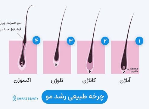چرخه ی رویش مو