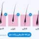 چرخه ی رویش مو